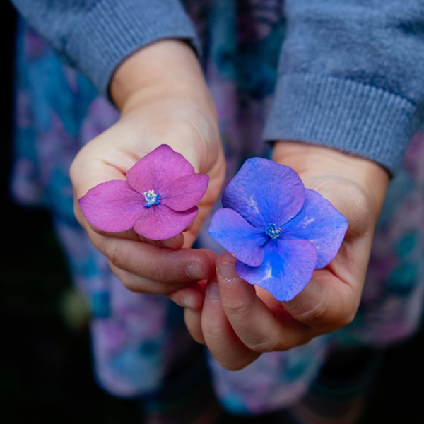 Erziehungspartnerschaft / © Unsplash/pixabay.com/CC0 1.0 Blüten in verschiedenen Farben