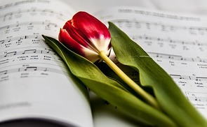Noten Tulpe